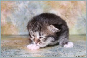 Female Siberian Kitten from Deedlebug Siberians